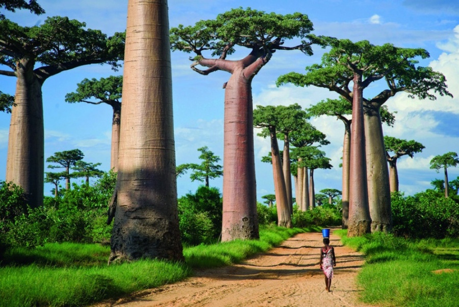 Caminho de baobás, Madagascar