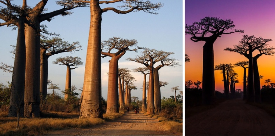 Caminho de baobás, Madagascar2