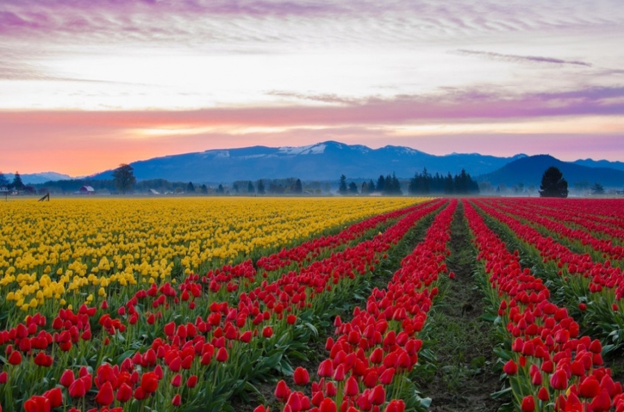Campos de tulipa no vale de Skagit, Estados Unidos